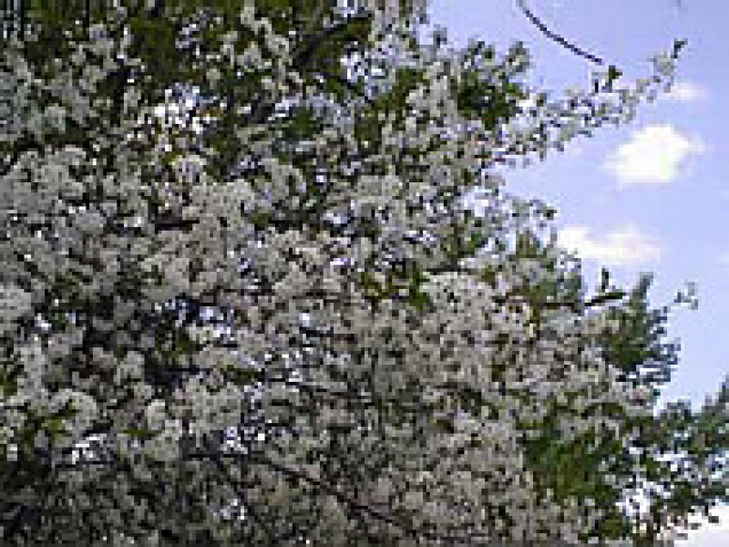 Вишня обыкновенная