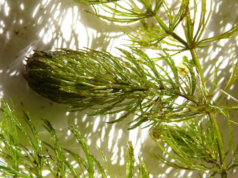 Роголистник