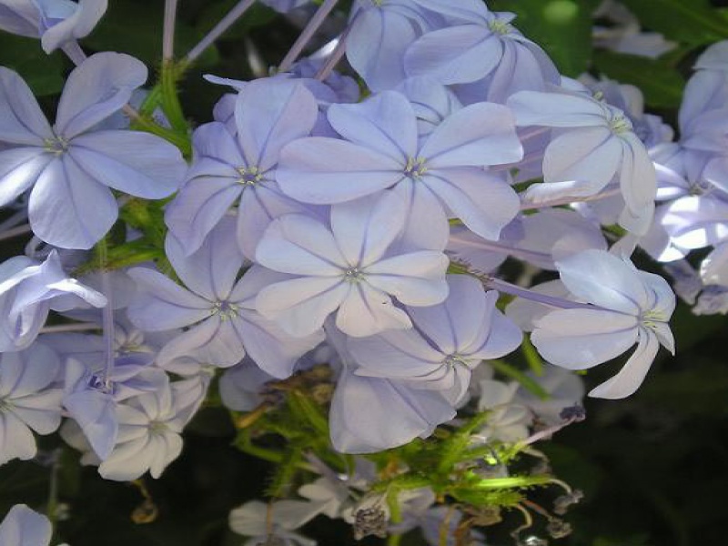 Цератостигма ушковая