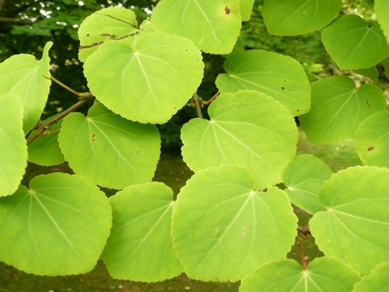 Багрянник японский