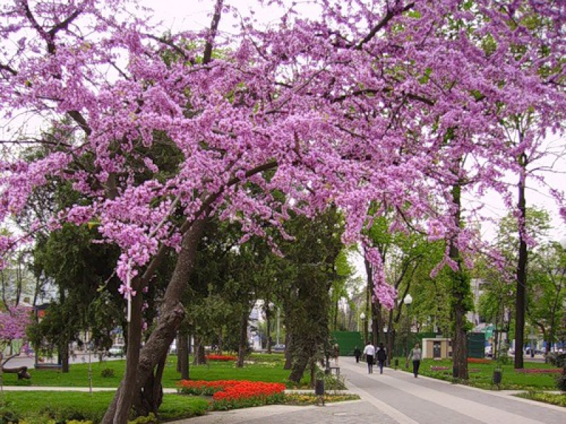 Церцис канадский