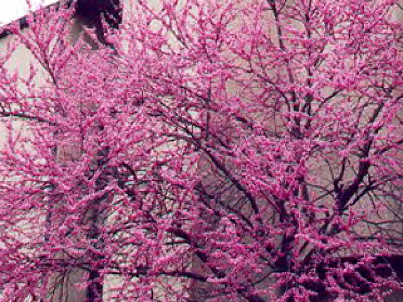 Judas tree