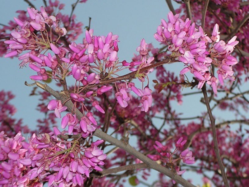 Церцис стрючконосный