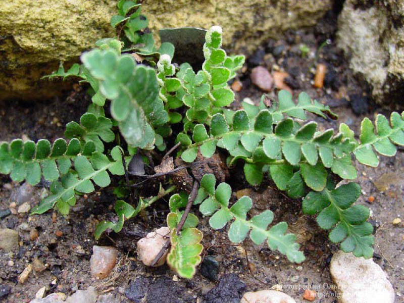 Скребница аптечная