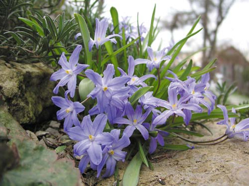 Хионодокса гигантская