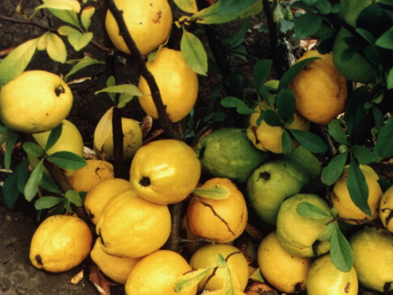 Хеномелес или Айва японская