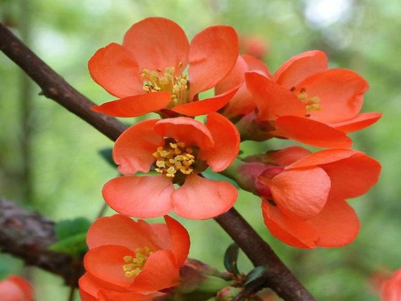 Хенемелес японский