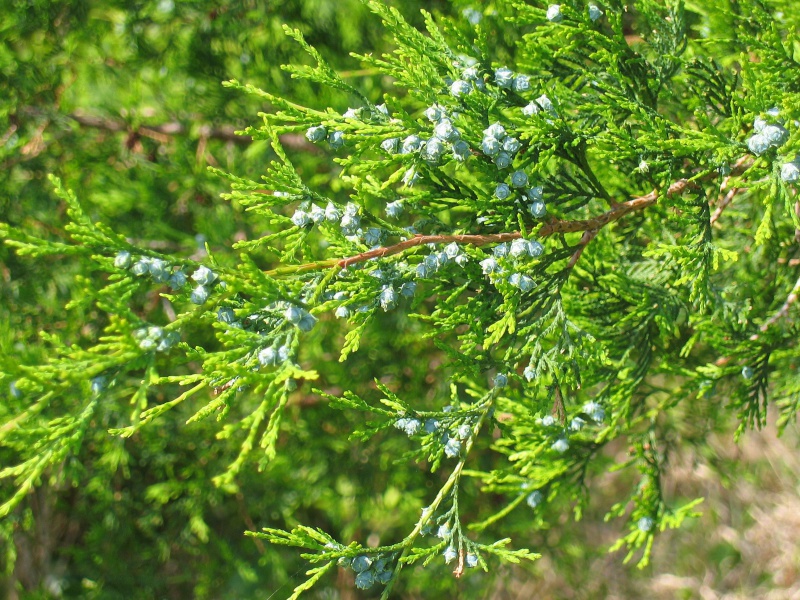 Кипарисовик