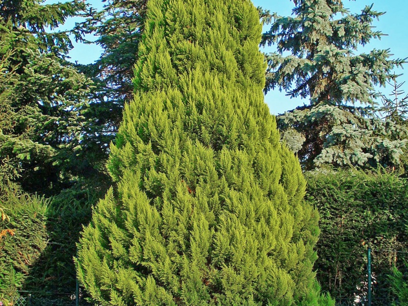 Кипарисовик Лавсона