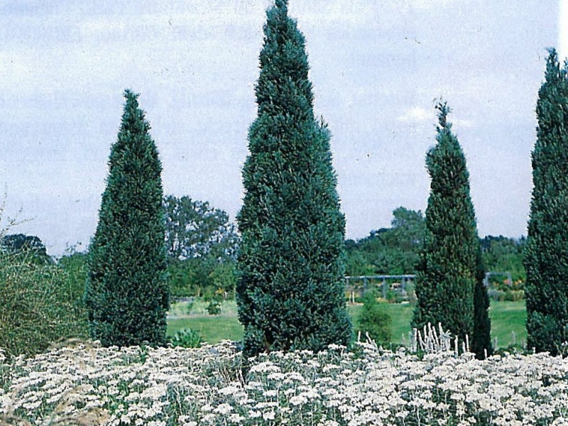 Кипарисовик Лавсона «Колумнарис»