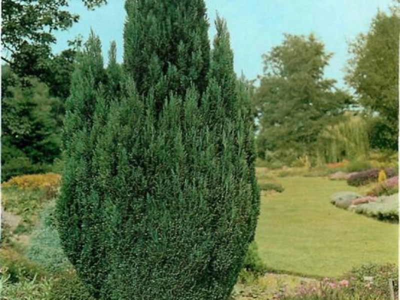 Кипарисовик Лавсона «Элвуди»