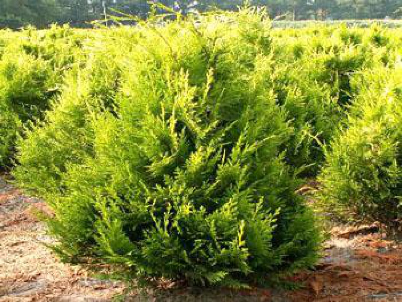 Кипарисовик Лавсона «Ивонне»