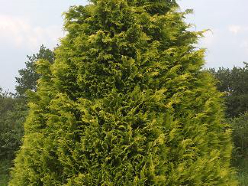 Кипарисовик Лавсона «Стардаст»