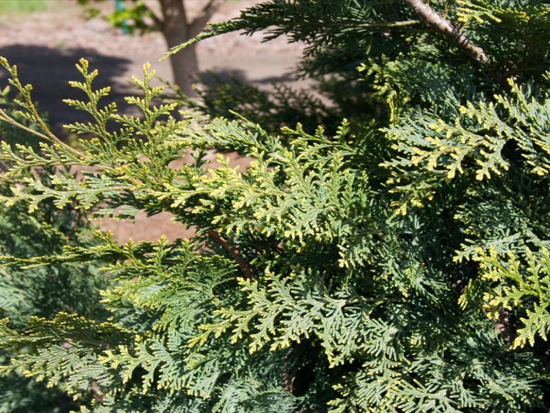 Кипарисовик Лавсона «Уайт спот»