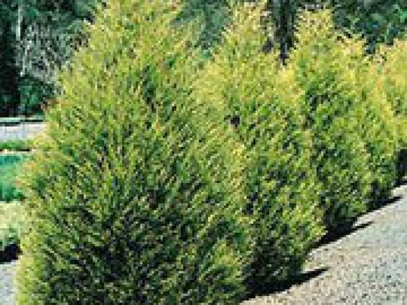 Кипарисовик Лейланда «Кастевеллан Голд»