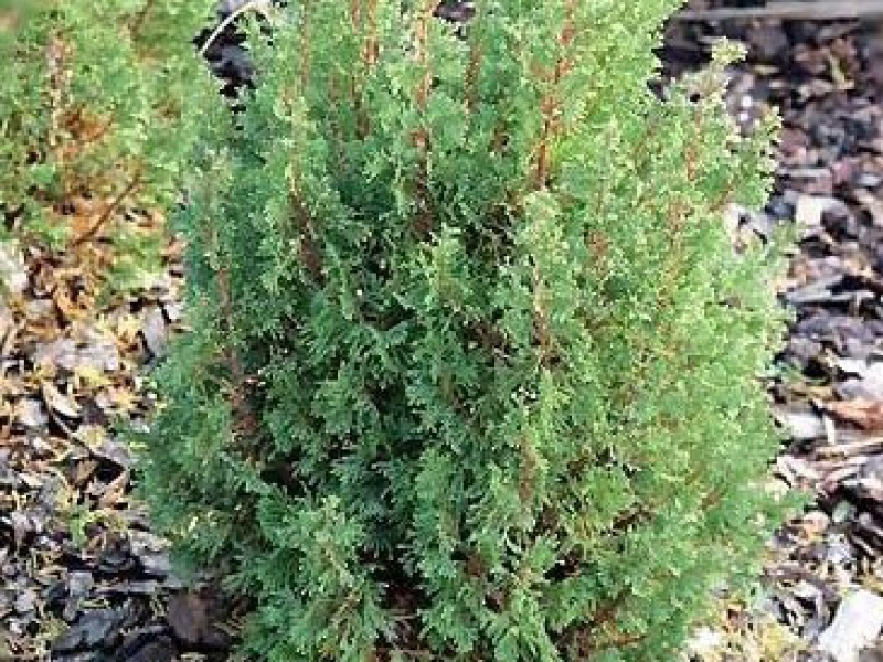 Кипарисовик туевидный «Топ Поинт»