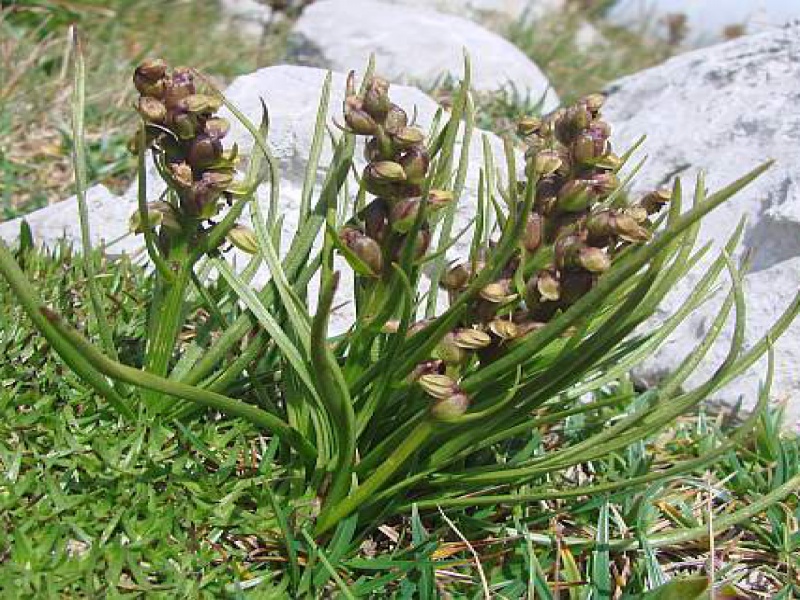 Ятрышничек альпийский