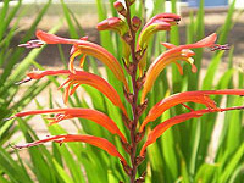 Хазманта эфиопская