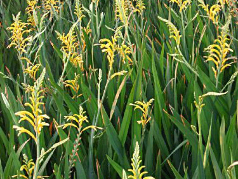 Хазманта каффрская