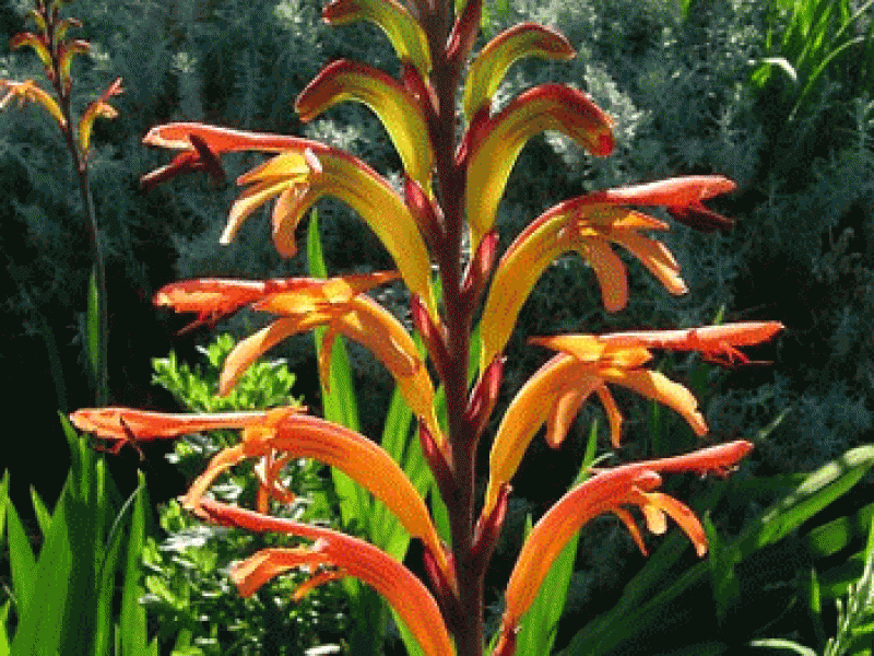 Хазманта обильноцветущая