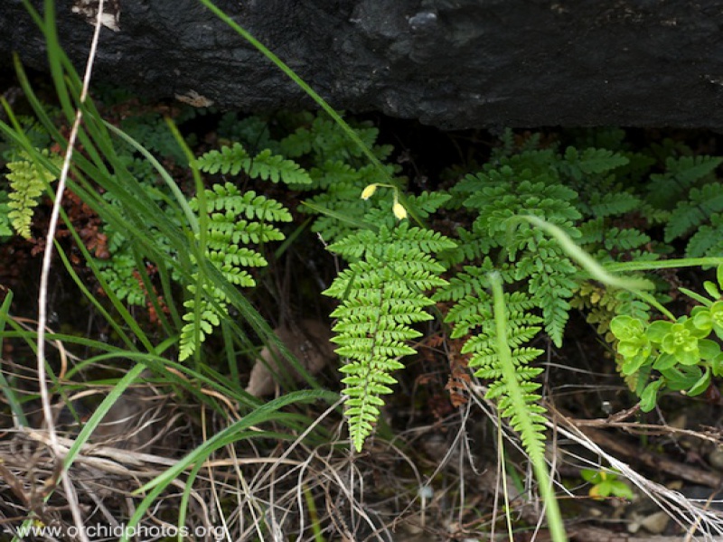 Краекучник