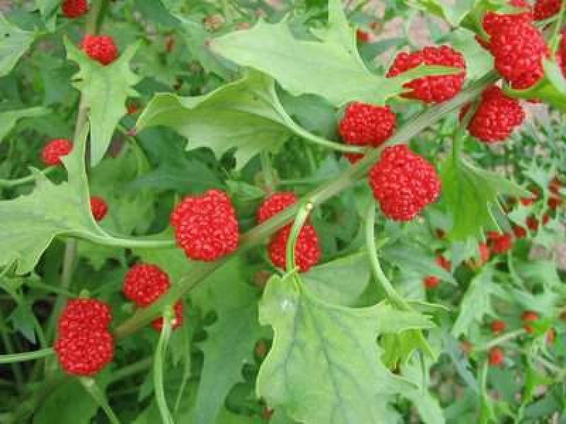 Земляничный шпинат