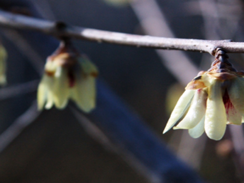 Химонант или Химонантус