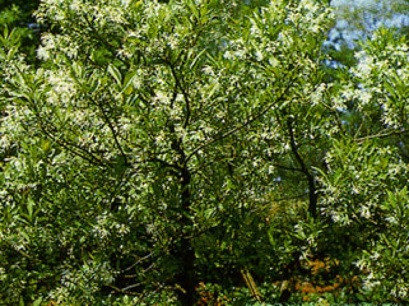 Chionanthus, snow tree