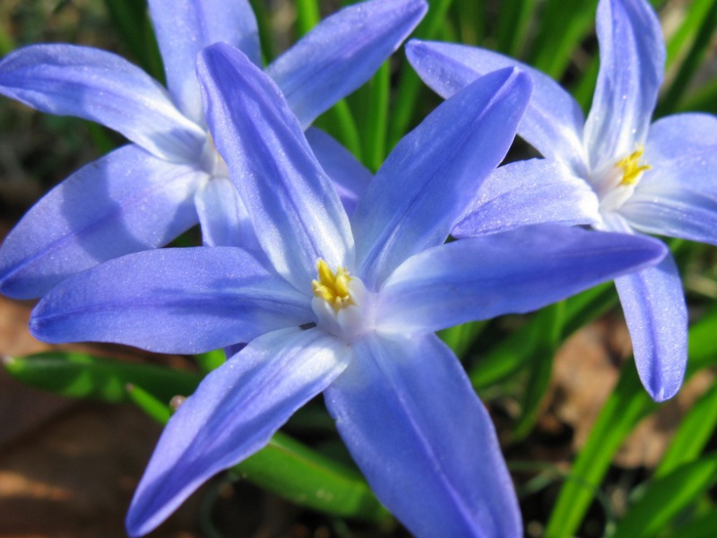 Хионодокса