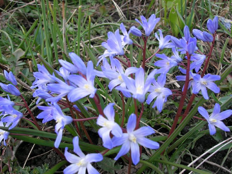 Хионодокса сардинская