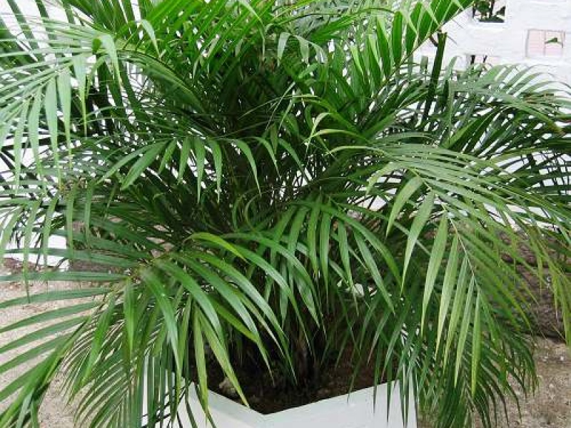 Хризалидокарпус