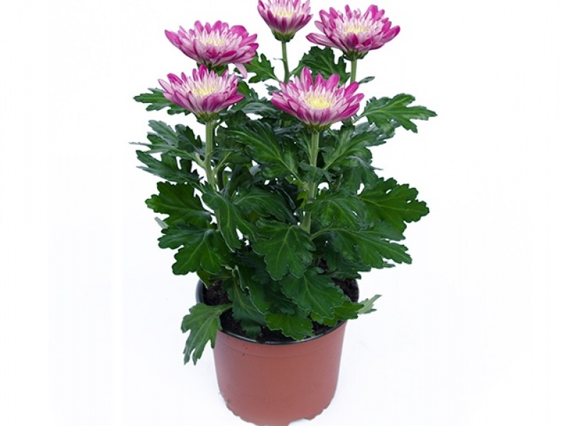 Горшечные хризантемы