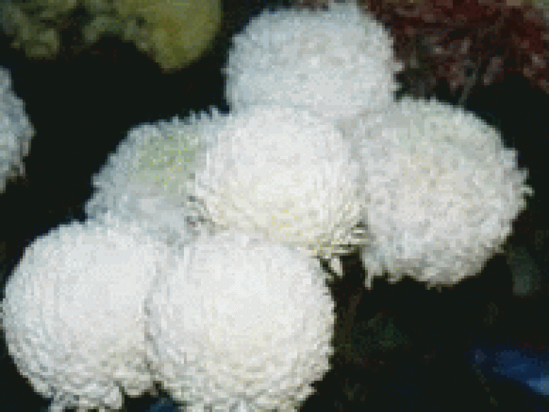 Хризантема 'Alison Kirk'