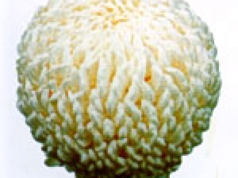 Хризантема 'Bill Wade'