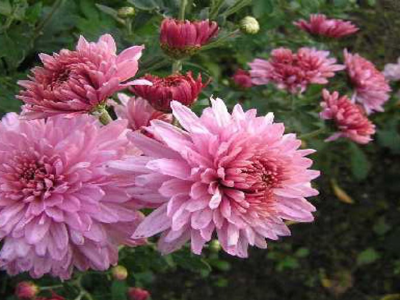 Хризантема 'Brietner'