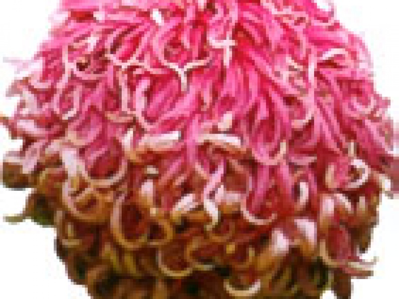 Хризантема 'Elsie Prosser'