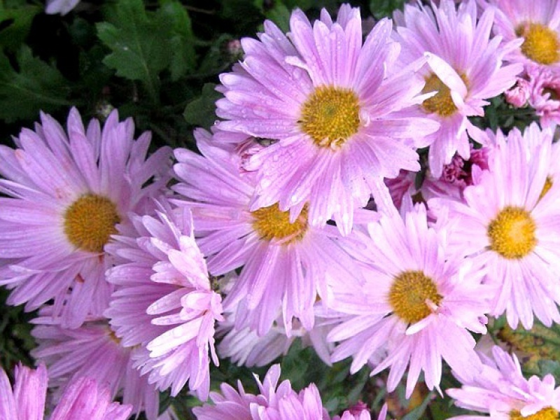 Хризантема 'Enbee Wedding'