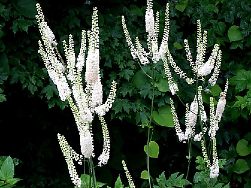 Цимицифуга американская