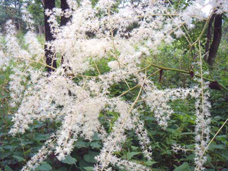 Цимицифуга даурская