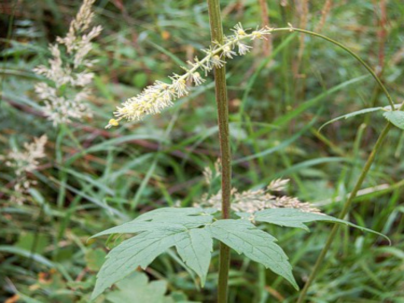 Цимицифуга вонючая