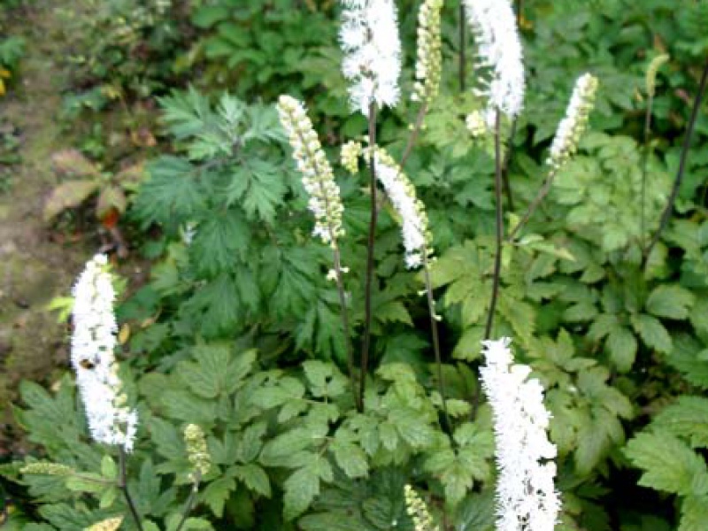 Цимицифуга или Клопогон