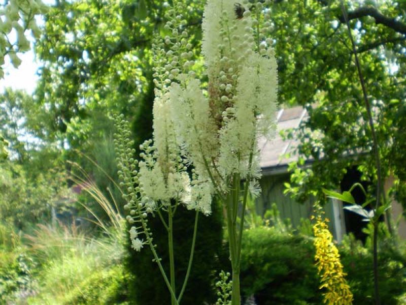 Цимнцифуга кистевидная