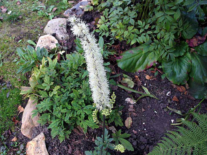 Цимицифуга ветвистая