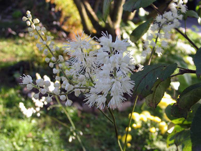 Цимицифуга простая