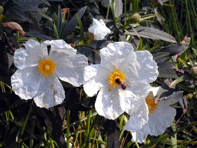 Ладанник или Цистус