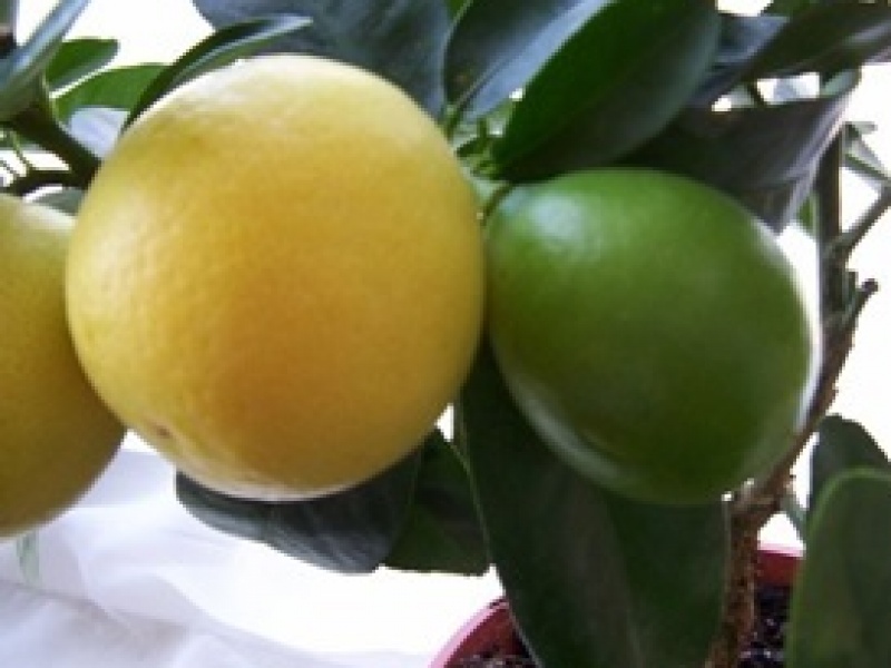 Цитрус Флоридана