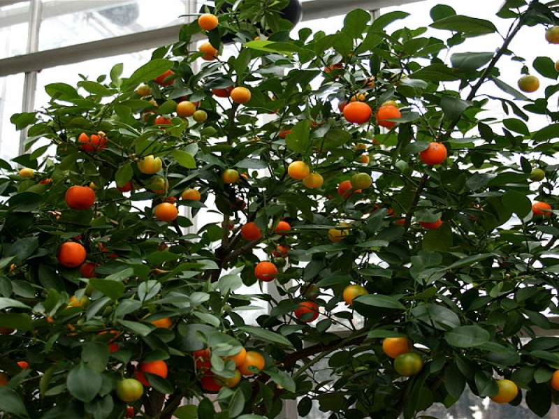 Каламондин (Цитрофортунелла)