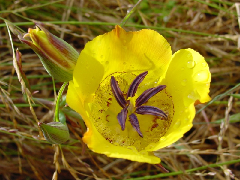 Калохортус булавоволосый