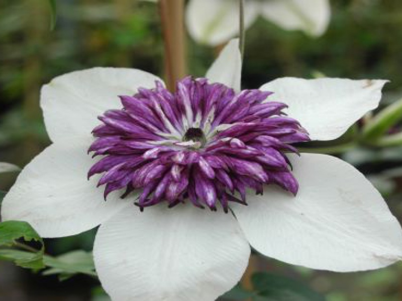 Клематис Флорида