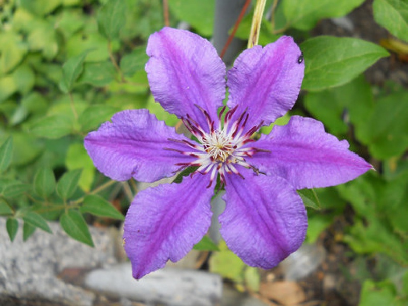 Клематис Жакмана